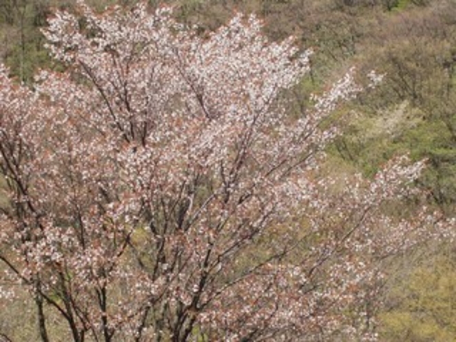 年毎に一回りずつ大きく伸びるこの桜の木は、四月の中ごろに花を咲かせます。“ふたりじめ桜”ですね