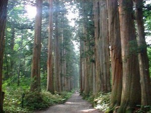 戸隠奥社への参道