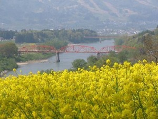 北信濃菜の花