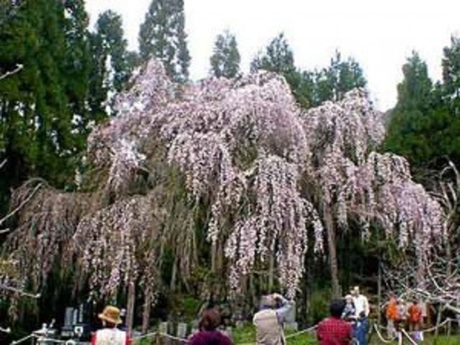 高山村しだれ桜