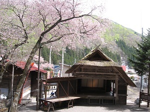 さくら　歌舞伎舞台