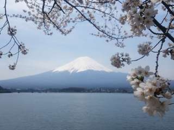 2015.4.16桜＆富士山