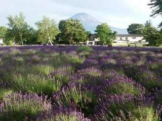 2015.6.28ラベンダー