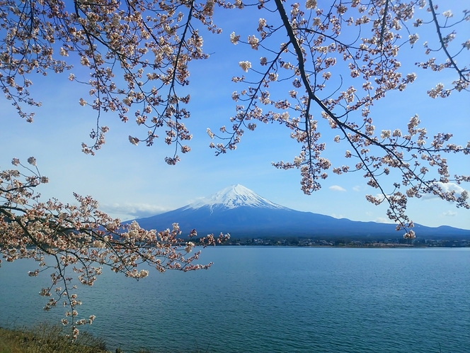 富士河口湖さくらまつり2016
