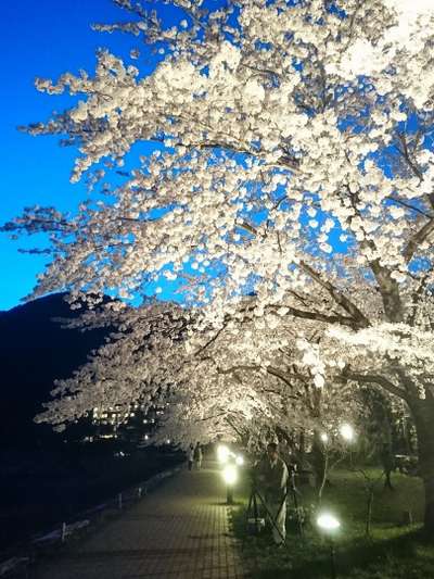 2017.4.22夜桜