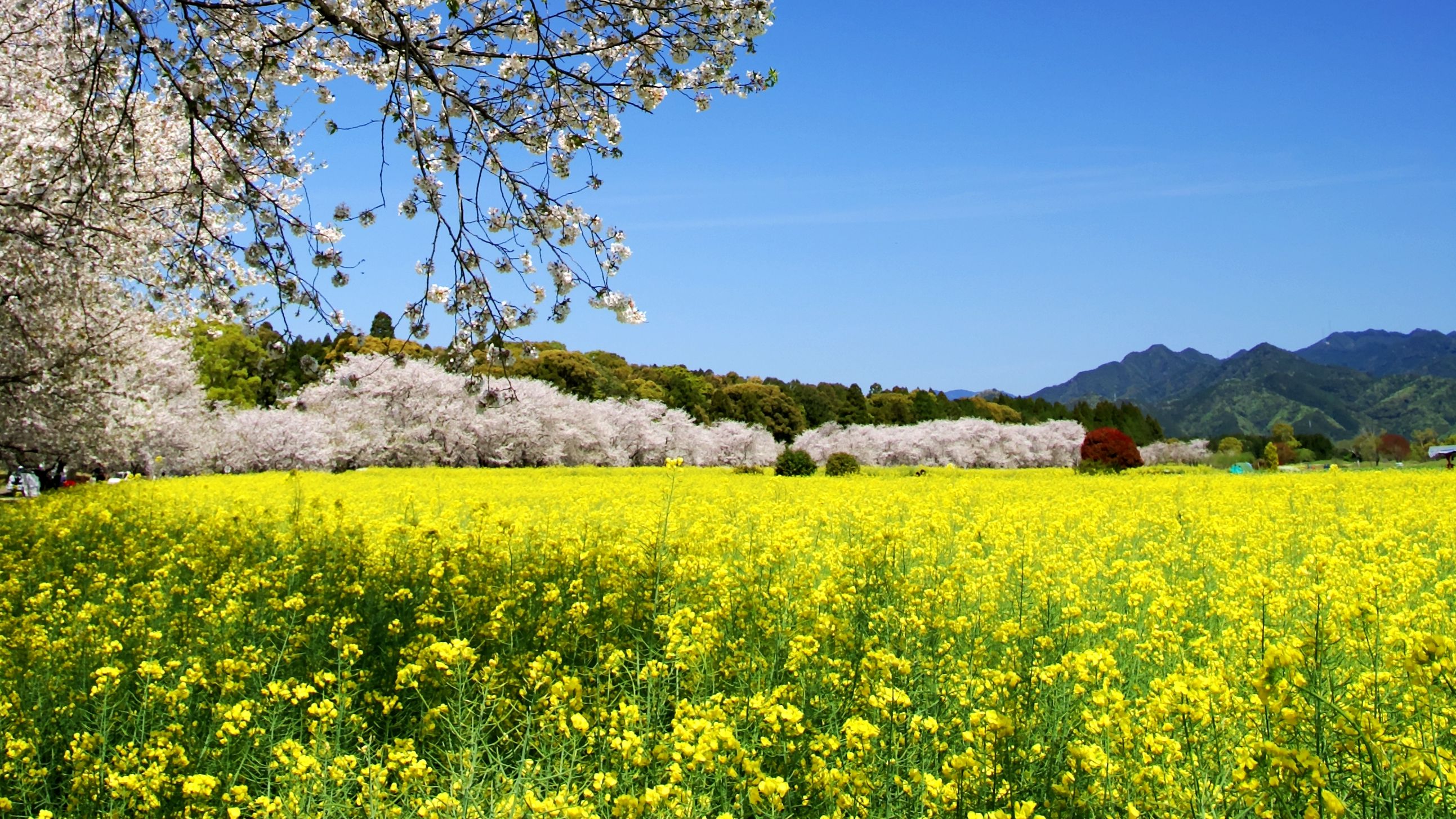 2色のコントラストが見事です♪　西都原古墳群（車で45分、見頃は3月下旬～4月上旬）