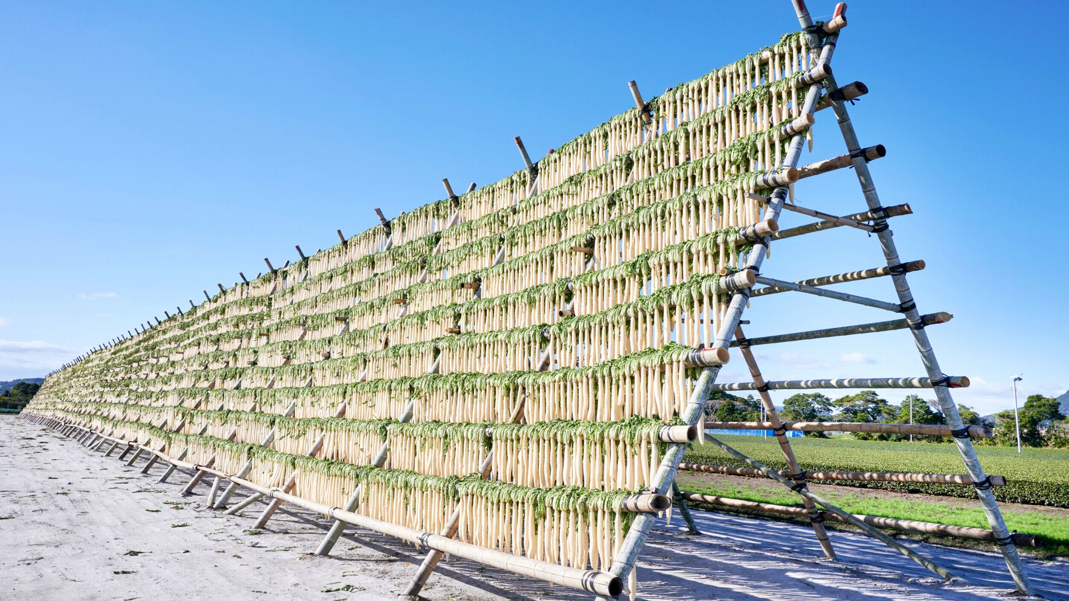 日本農業遺産に認定、田野町の大根やぐらは季節の風物詩です。大きなものは長さ50mの迫力！