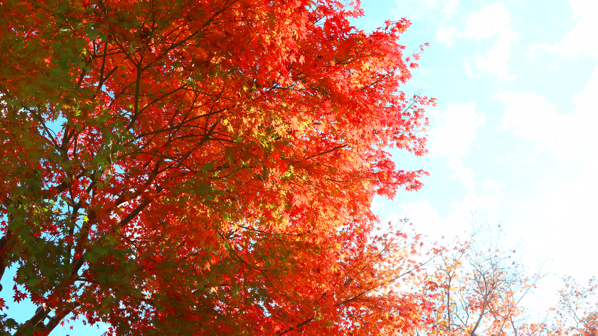 秋の訪れを華やかに♪足柄は紅葉スポットでもあります！