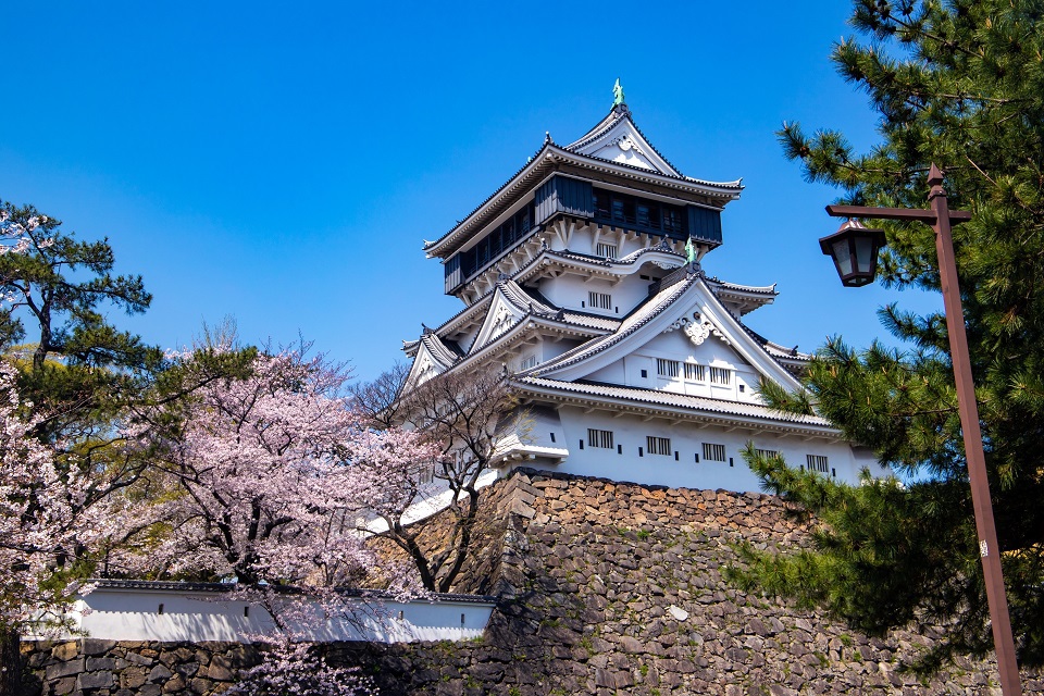 小倉城と桜