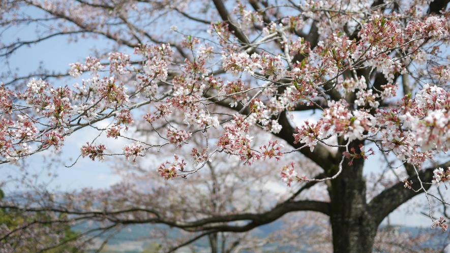 【四季の森景観】春のさくら