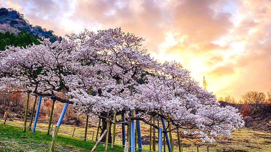 観音桜：当館より約10分の桜の名所。阿蘇の山々が桜の背景となって美しい一本桜です。3月下旬〜4月上旬