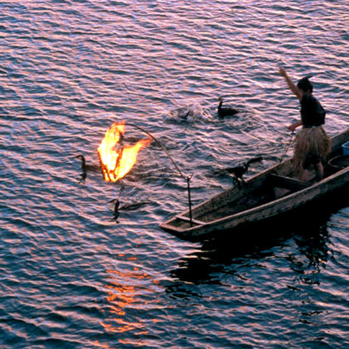 Cormorant fishing