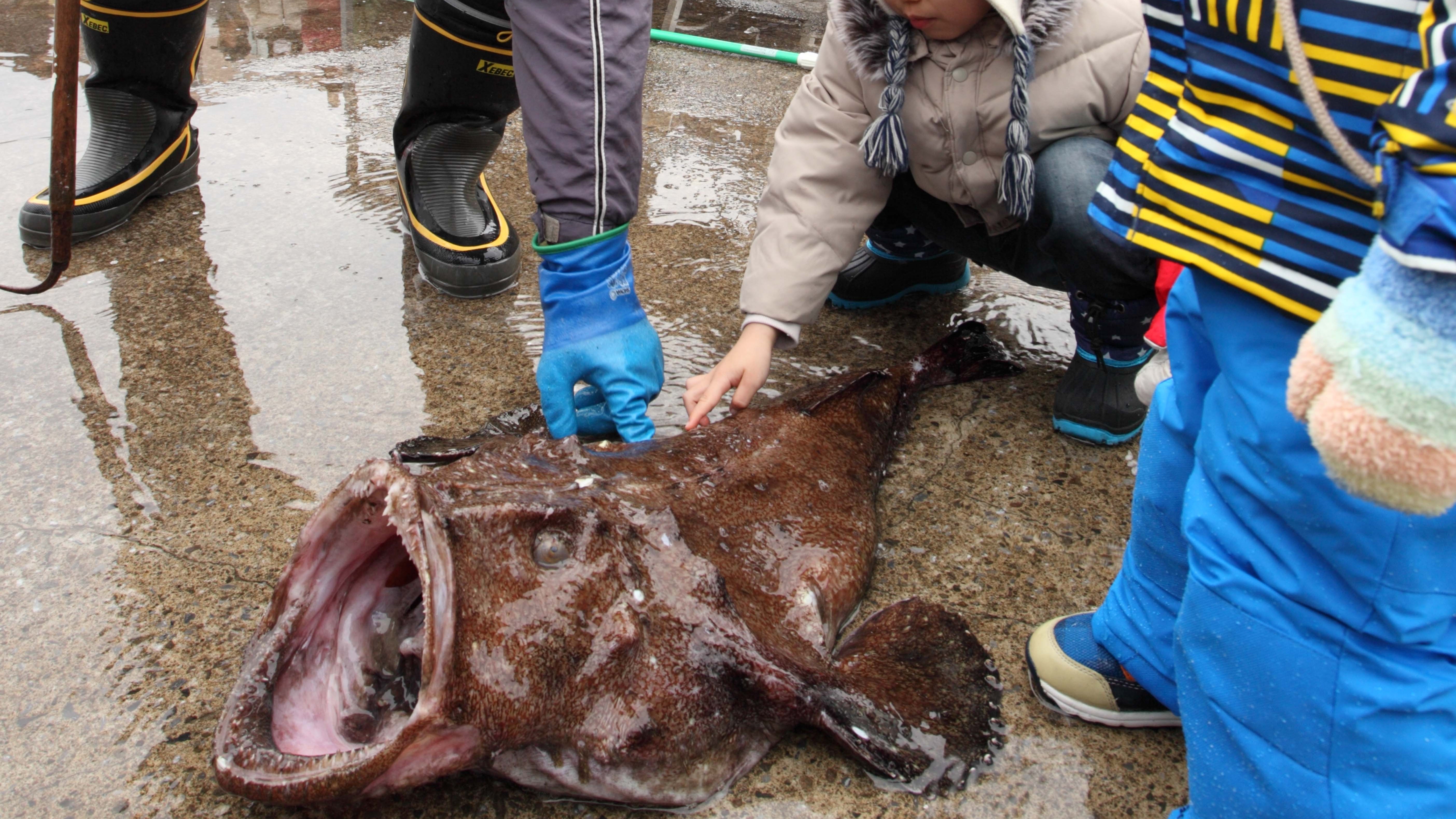 【グルメ・風間浦村】鮟鱇
