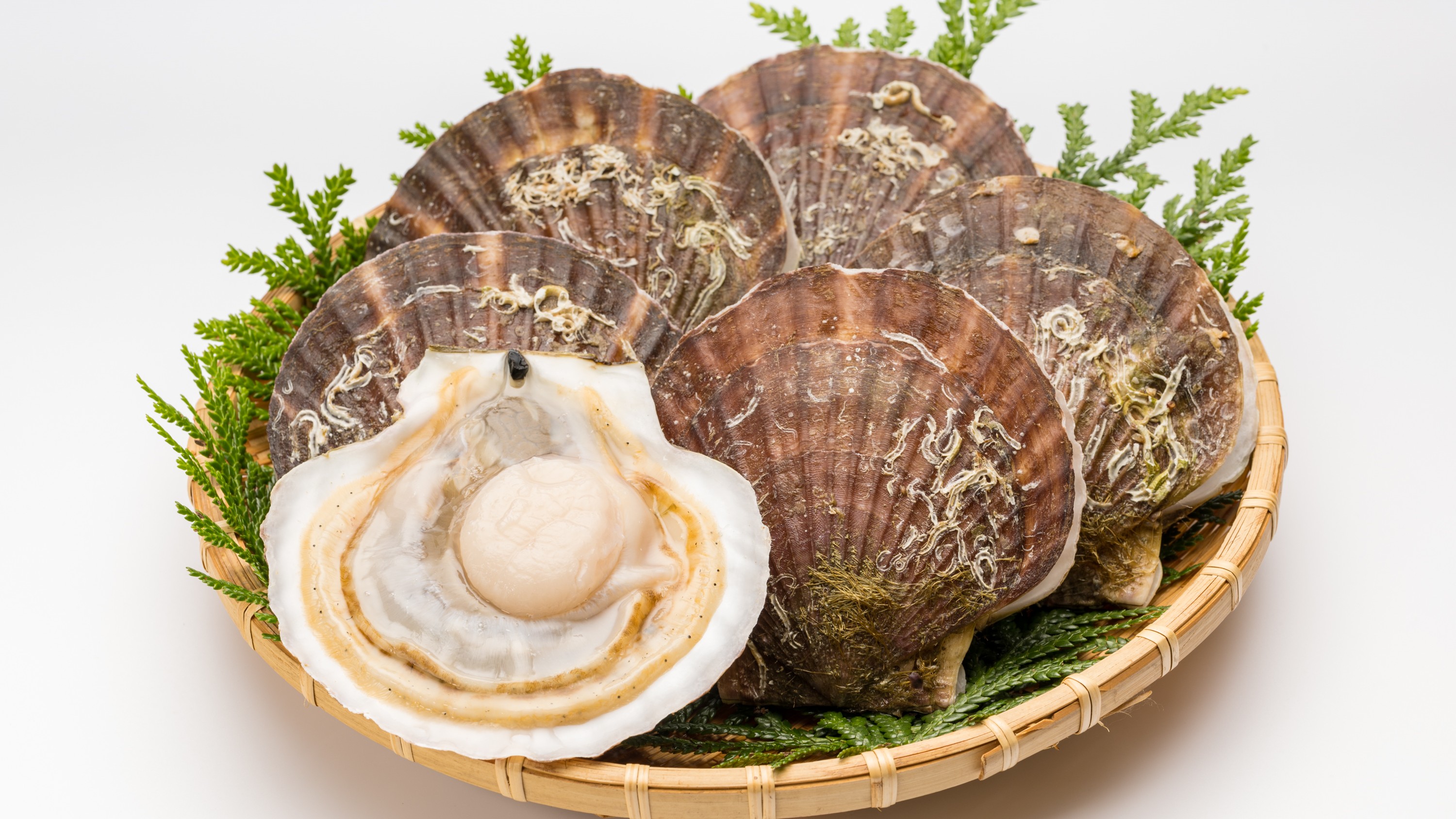 【グルメ・東通村】殻付きホタテ