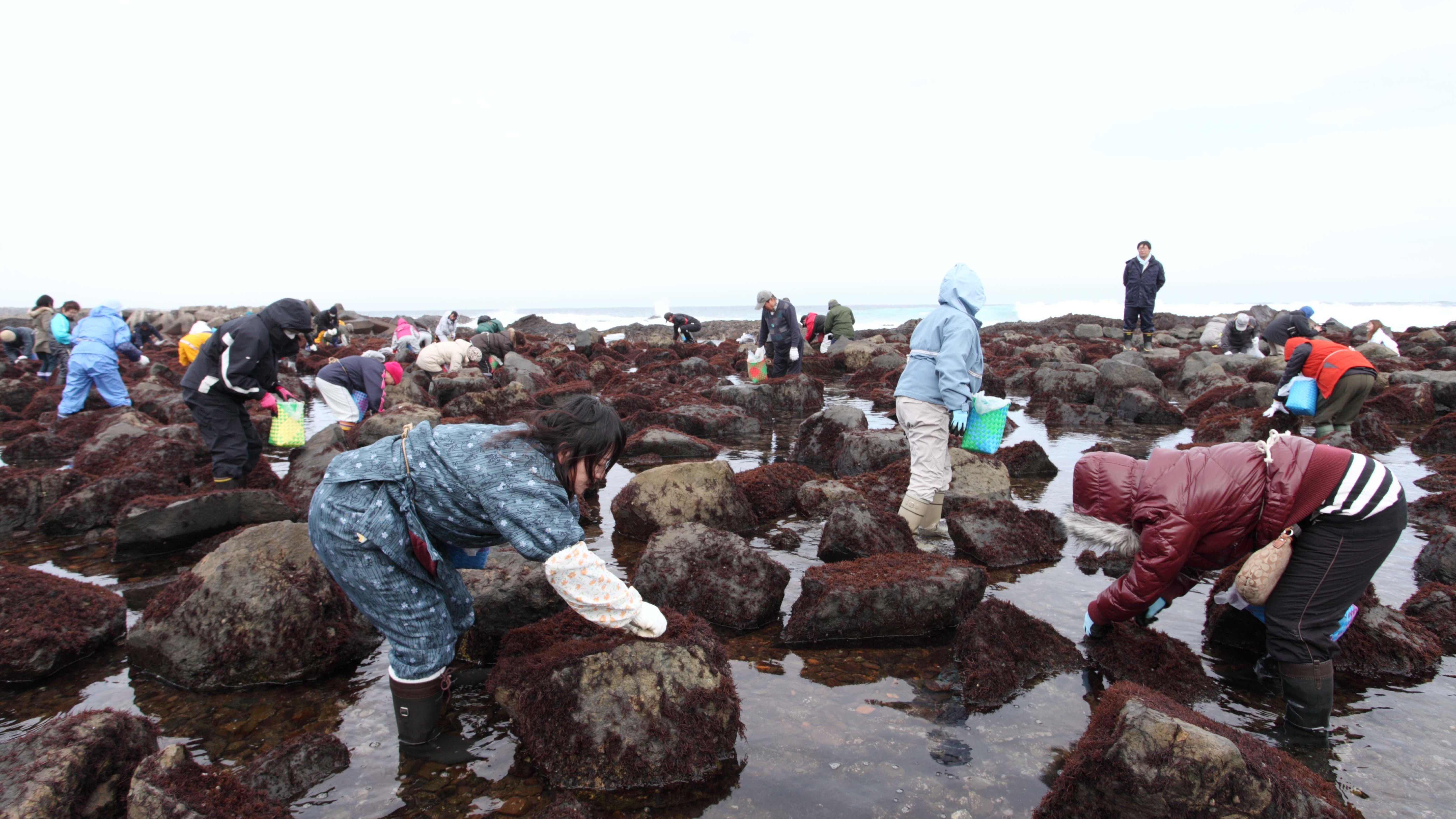 【イベント・風間浦村】布海苔採り体験ツアー