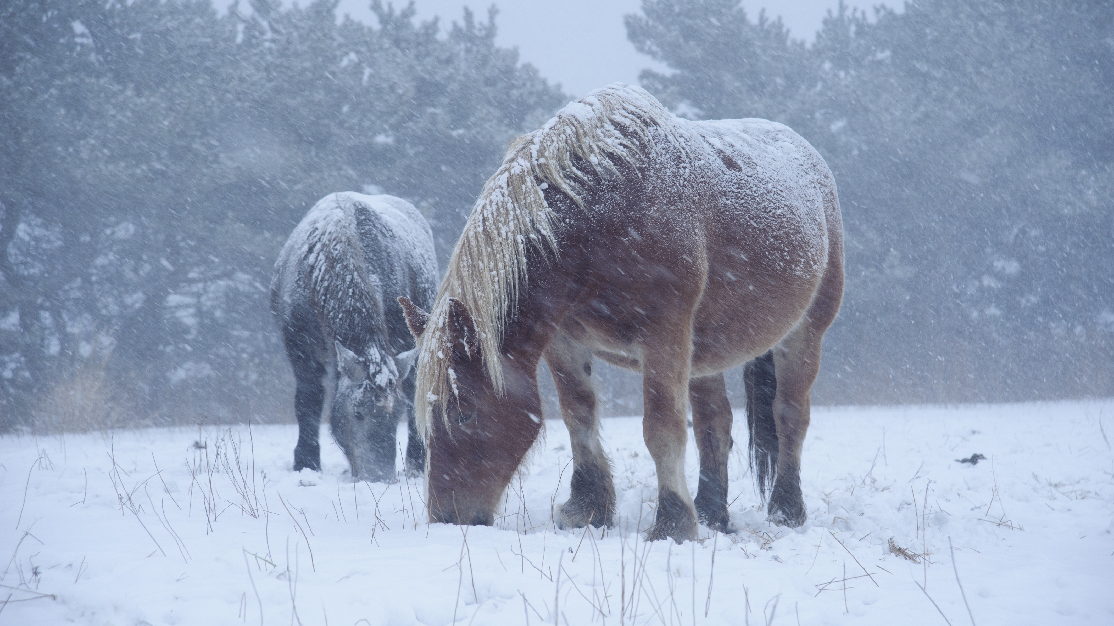 【観光・東通村】寒立馬