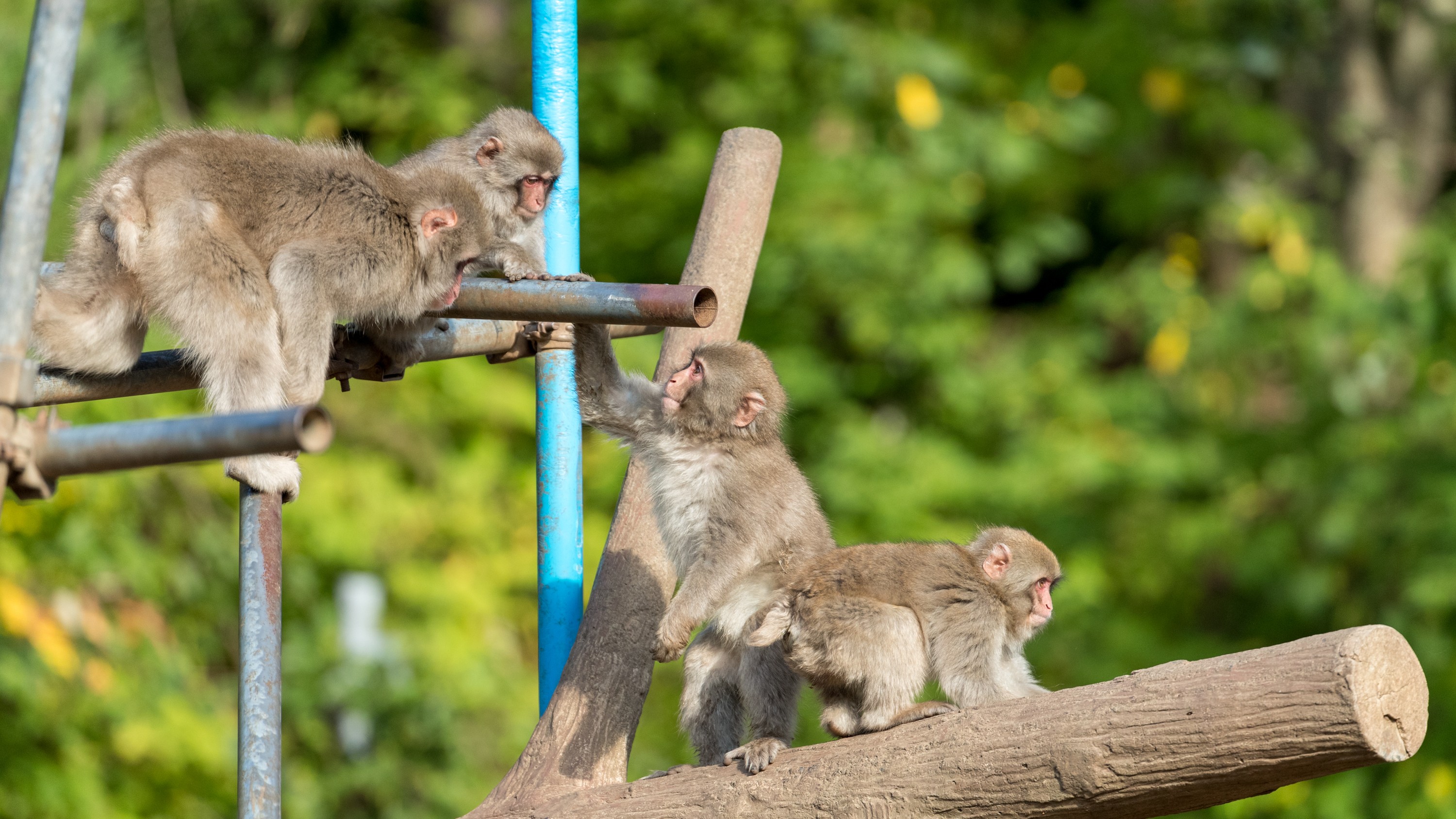 【観光・むつ市】野猿公苑
