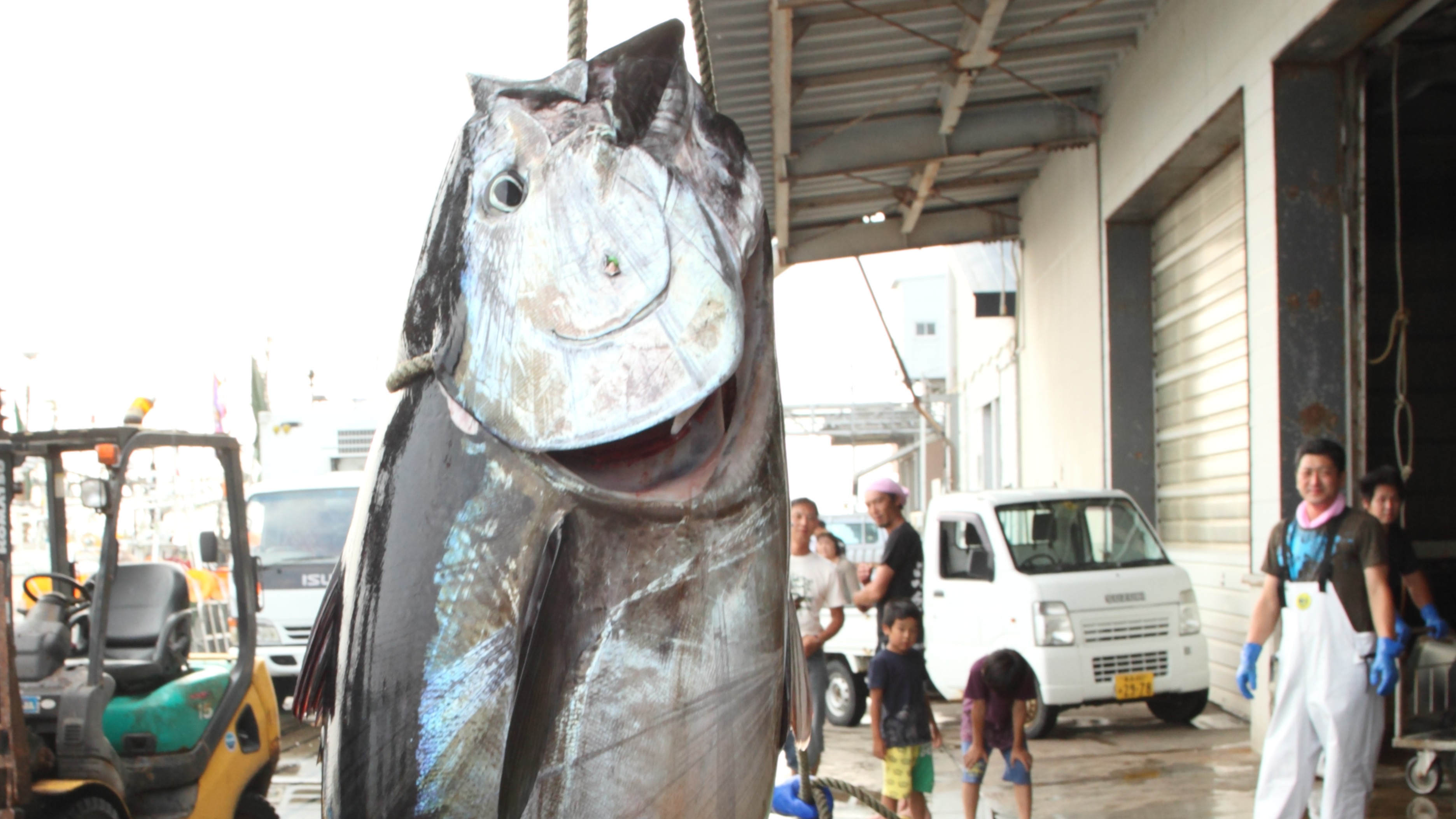【観光・大間町】マグロの水揚げ