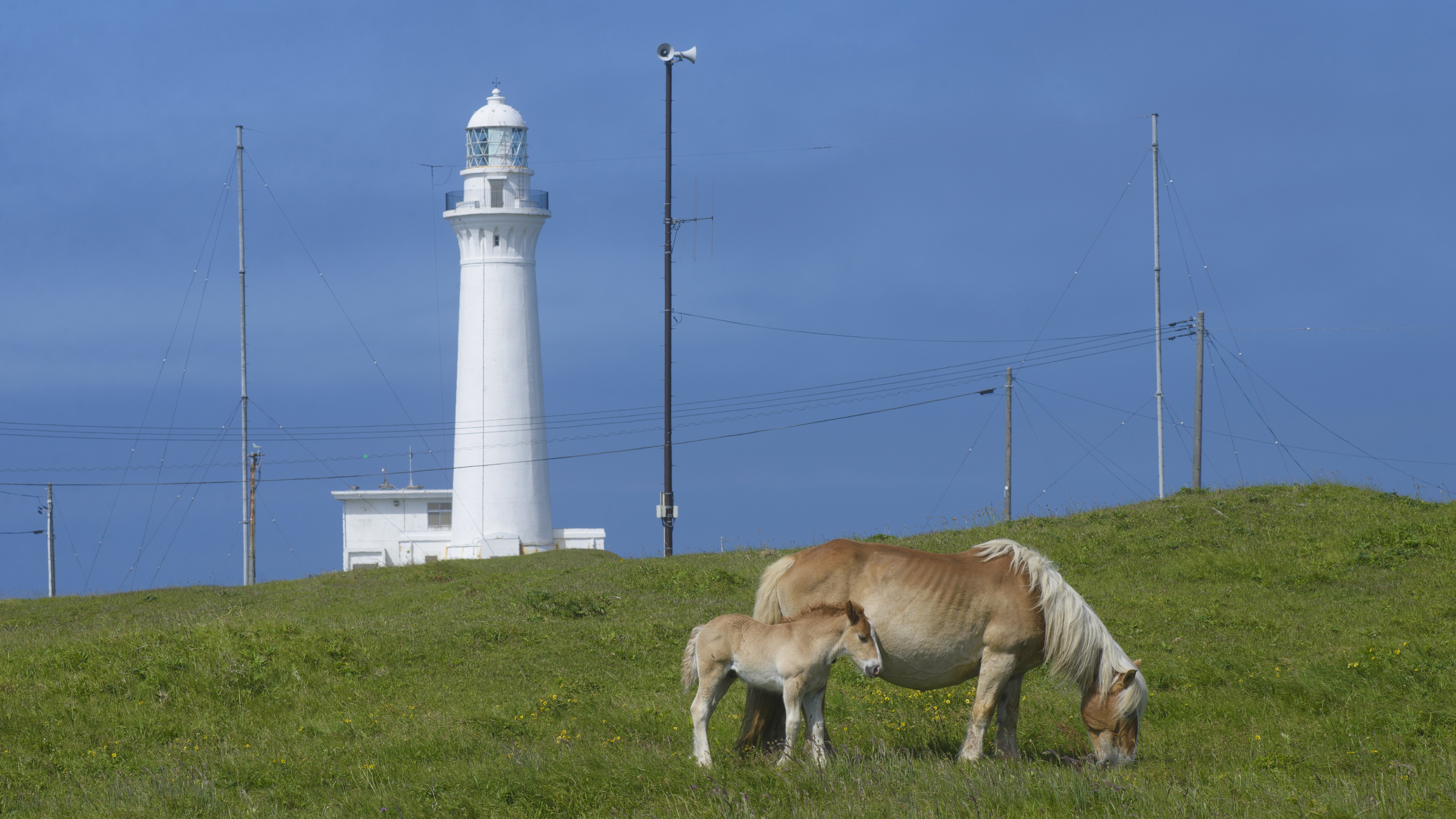 【観光・東通村】寒立馬