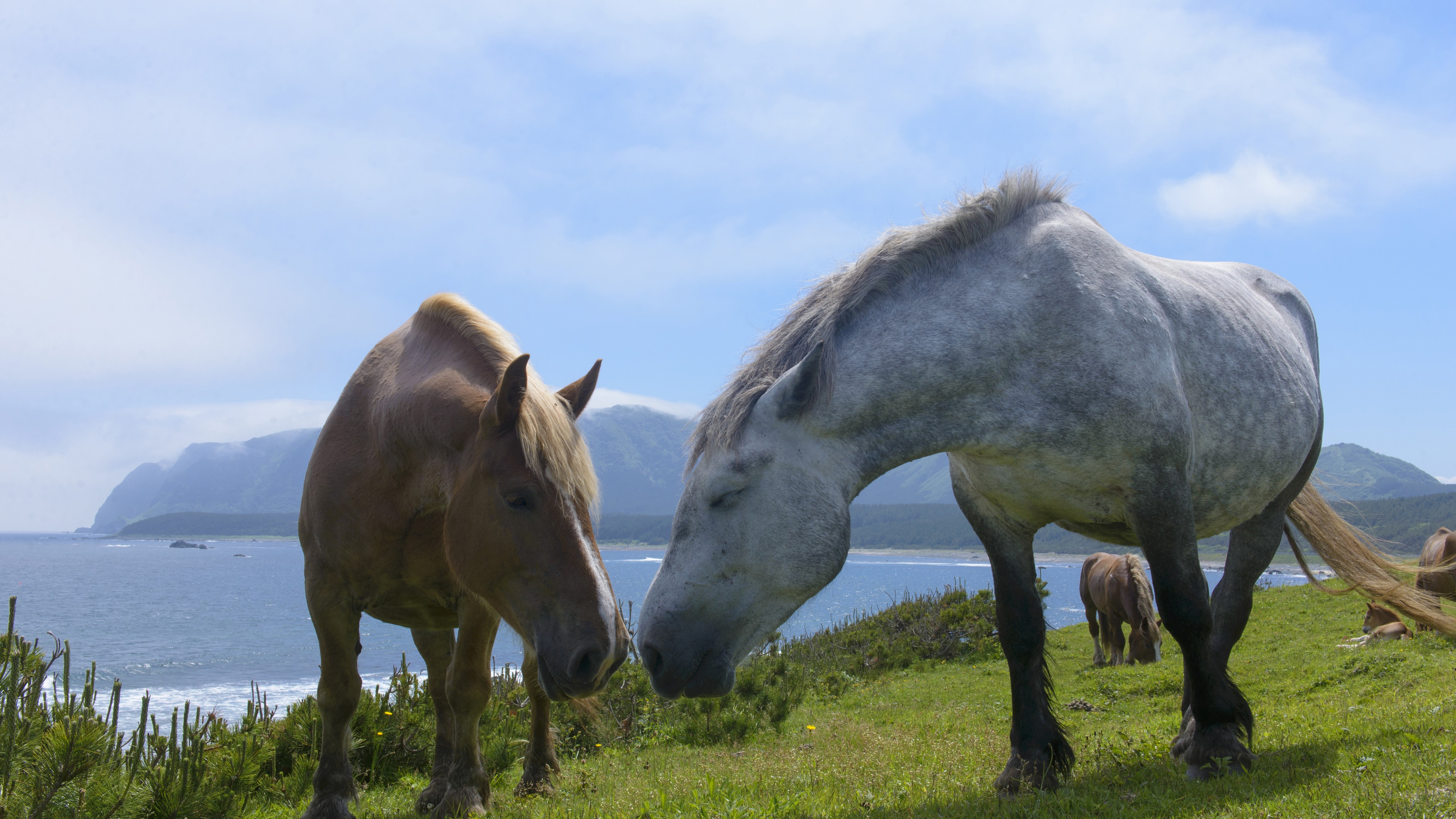 【観光・東通村】寒立馬