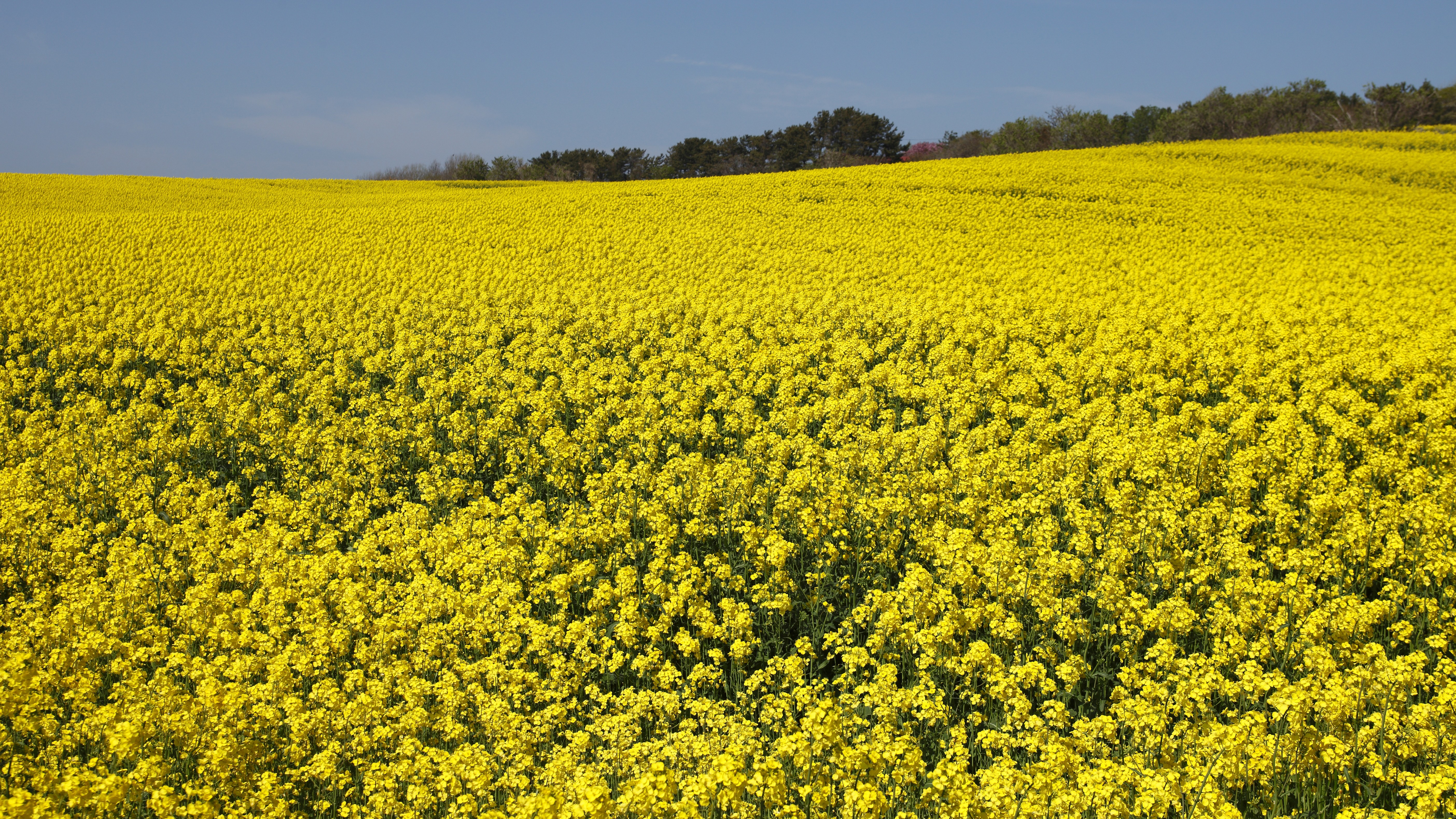 【観光・横浜町】菜の花畑