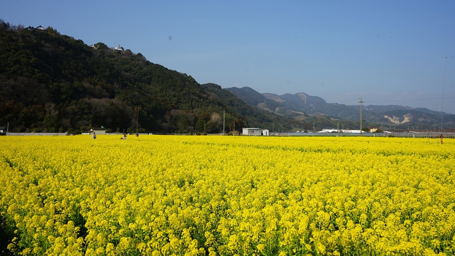 【道の駅 原鶴】～菜の花畑※3月頃～