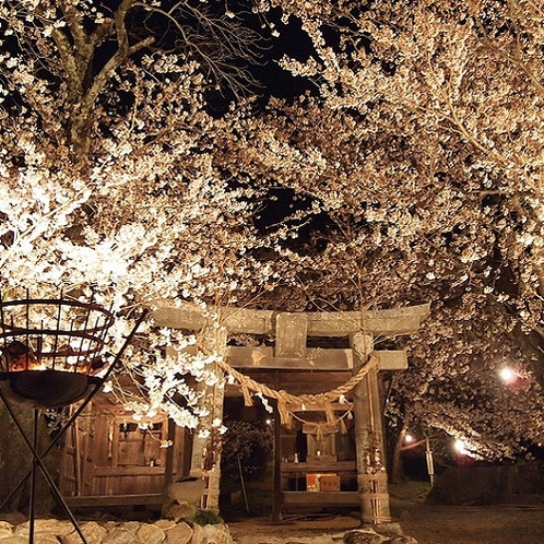 夕月神社の桜（4月頃）