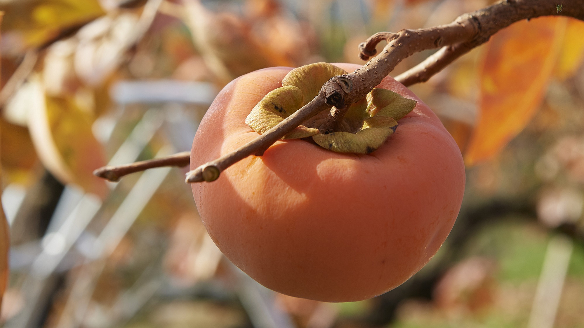 【フルーツの里 朝倉杷木】～秋の果物といえば柿～