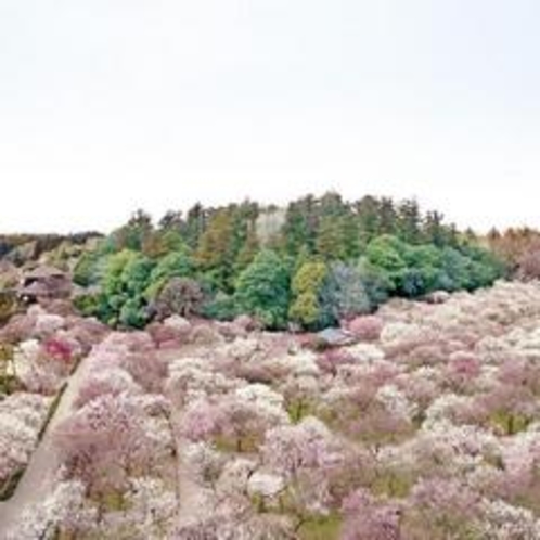 偕楽園「水戸の梅まつり」