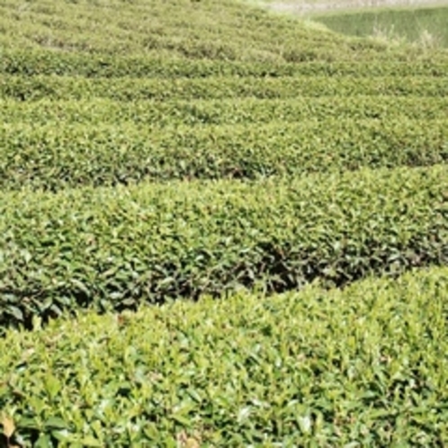 奥久慈茶　茶畑