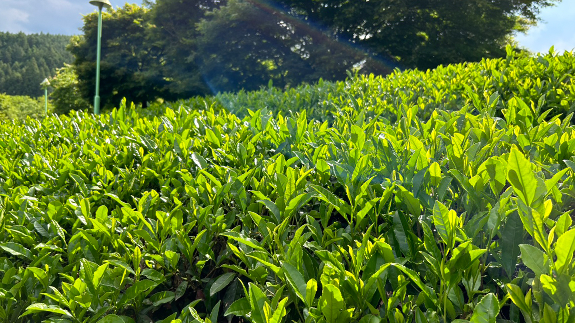 奥久慈茶の里公園