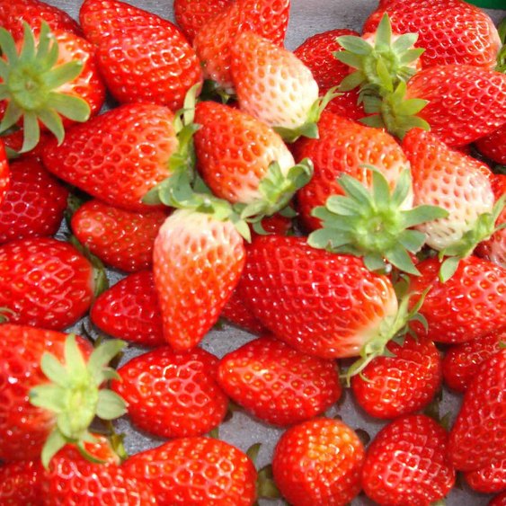 【いちご狩りチケット付】★貸切風呂は無料で入り放題♪しかも予約不要！選べる色浴衣♪夕朝食バイキング♪