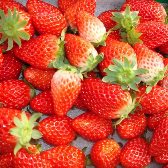 【いちご狩りチケット付】★貸切風呂は無料で入り放題♪しかも予約不要！選べる色浴衣♪夕朝食バイキング♪