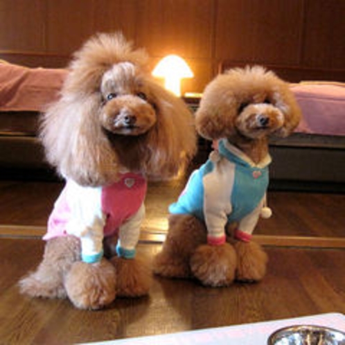 Doggies Toy Poodle "rotta&jill"