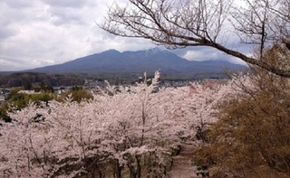 谷戸城桜
