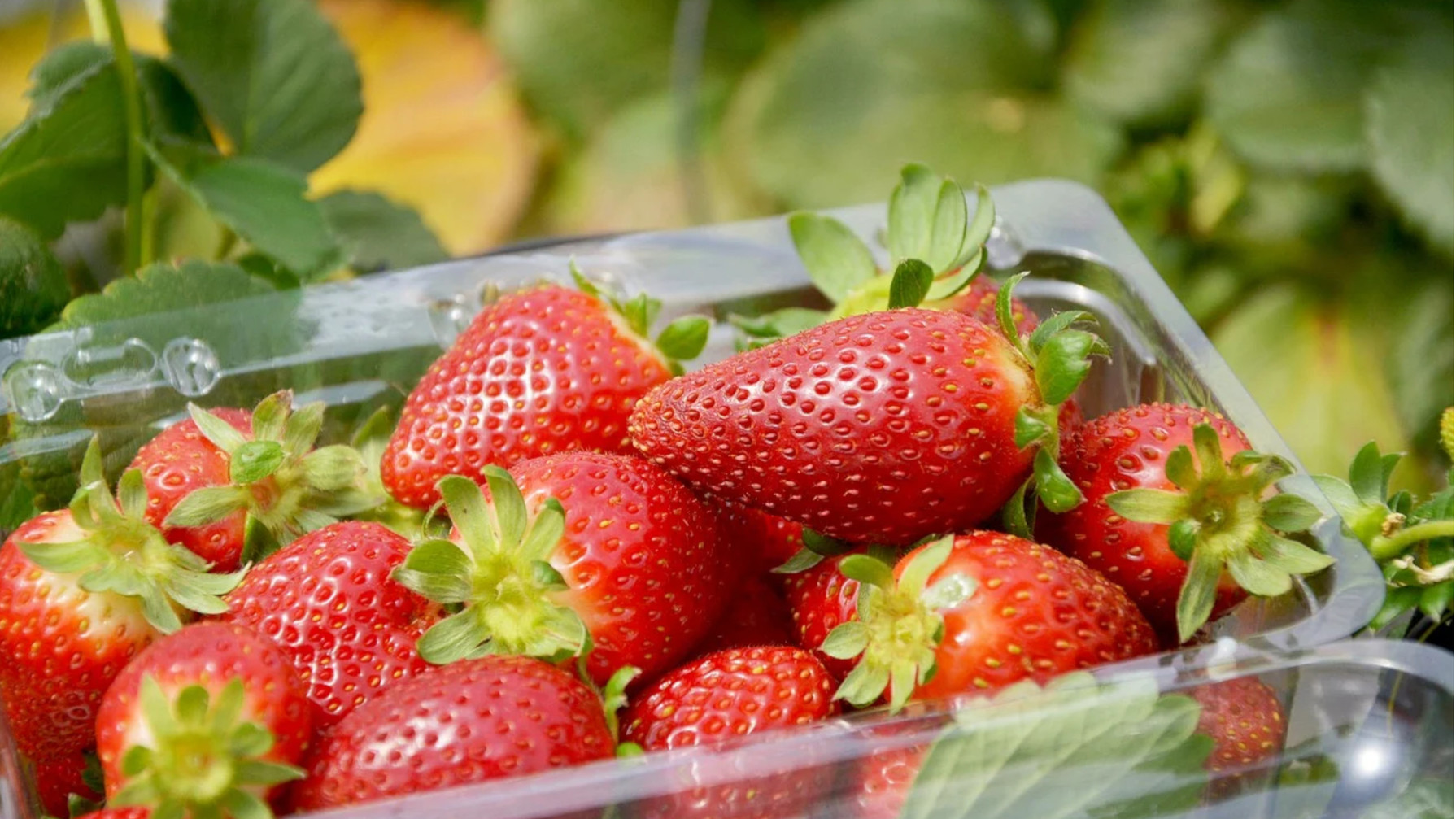 【イチゴ狩り＆お土産付♪】三重県オリジナル品種「かおり野」が45分間食べ放題！