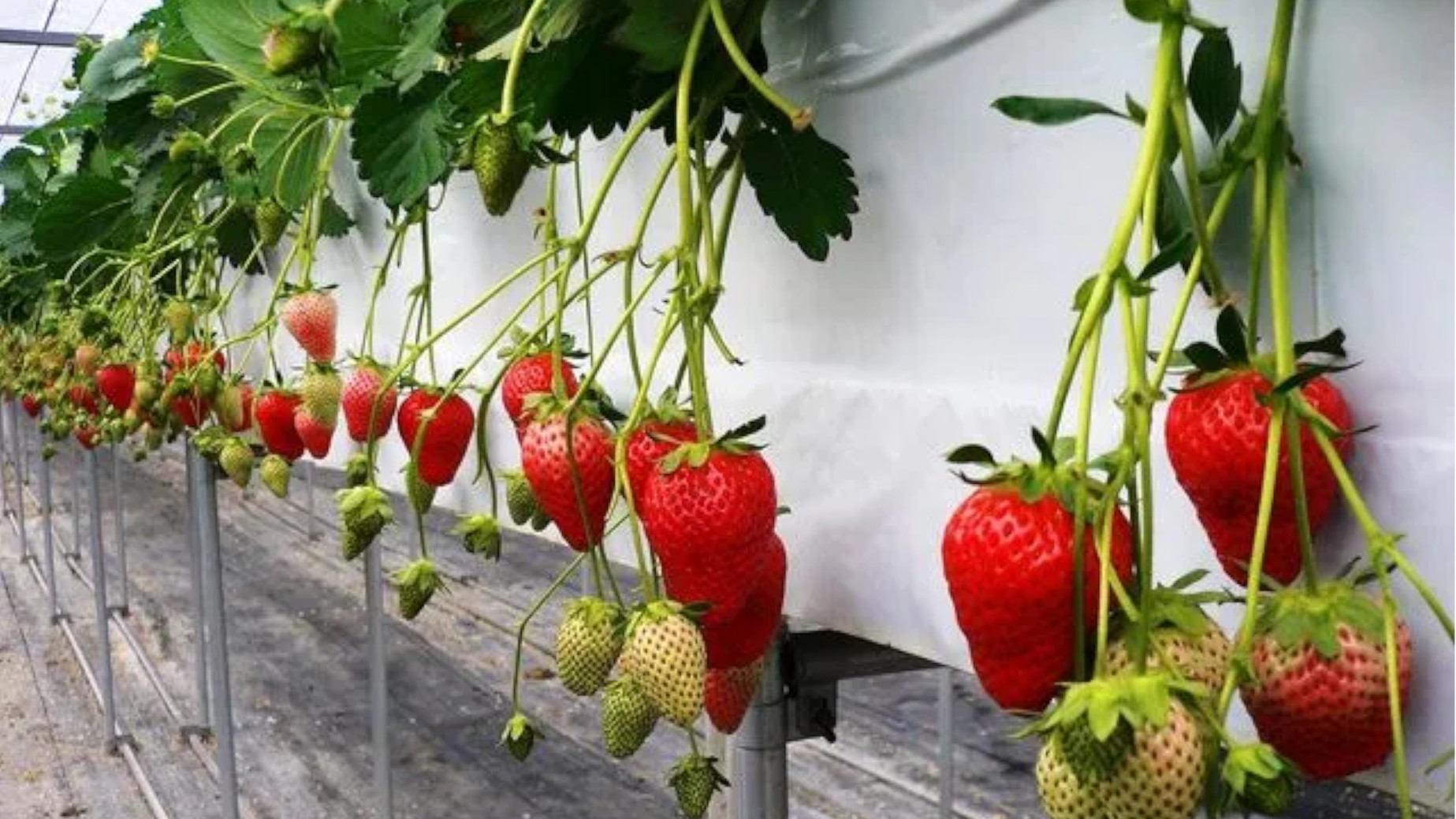 【イチゴ狩り＆お土産付♪】三重県オリジナル品種「かおり野」が45分間食べ放題！