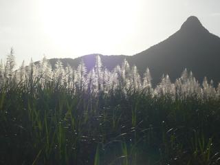 サトウキビにも花が咲きますよ