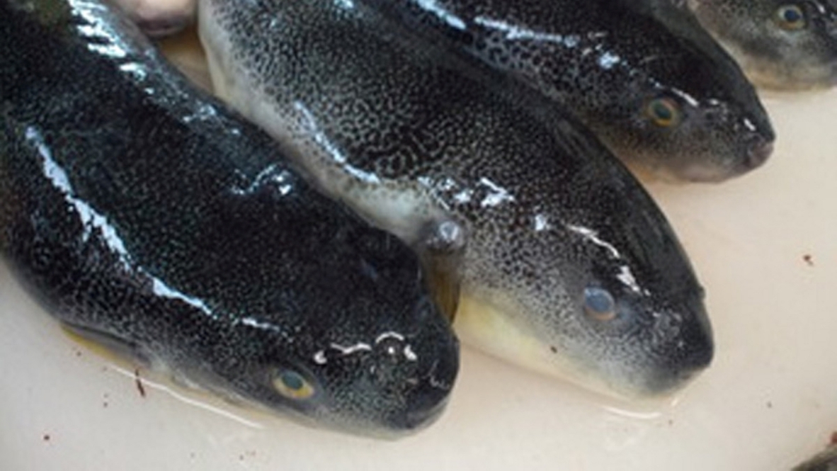 【初夏の名物・ゴマふぐ】期間限定！氷見の春代表・ゴマふぐのフルコース【1泊2食】