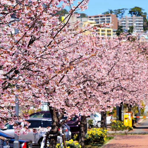 熱海親水公園の大寒桜