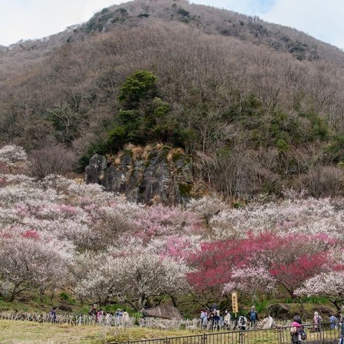 幕山梅林（湯河原梅林）