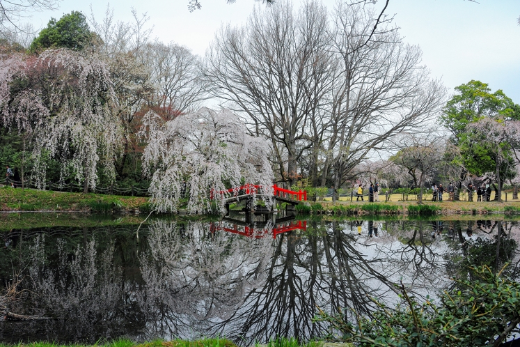 愛知県森林公園桜