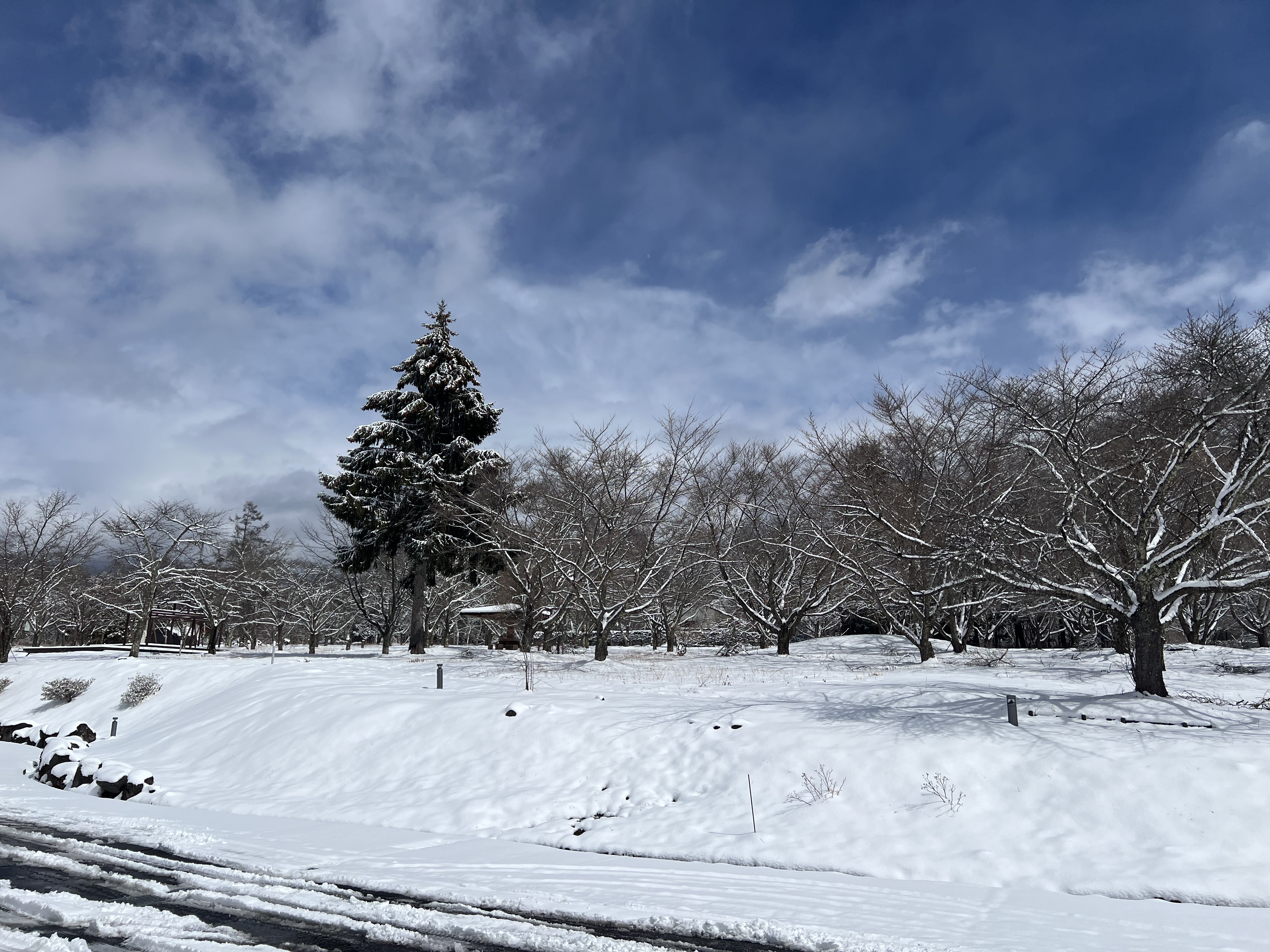 樅の木 桜庭園 雪景色