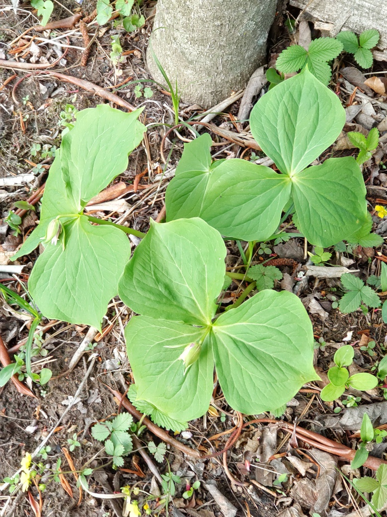 ポコの庭　山野草