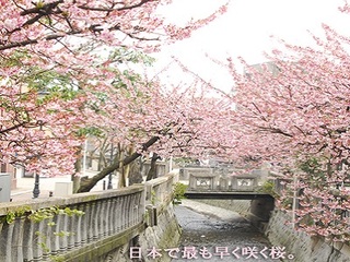 熱海桜