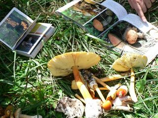 キノコ狩り「辞典で確認」