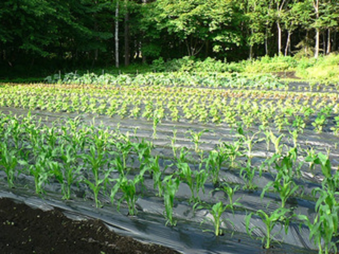 自家菜園の無農薬野菜！当館の前にあります。