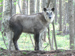 カモシカに遭遇出来るカモ