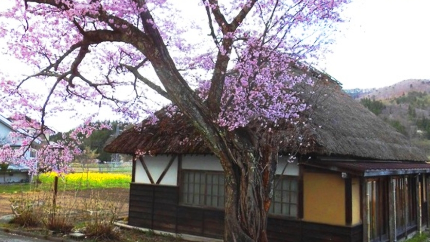 【周辺】当館すぐそばの桜の木。GWが見ごろです。