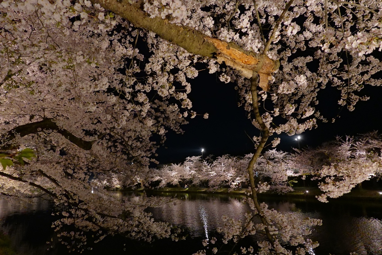 2026さくらまつりプラン8畳和室